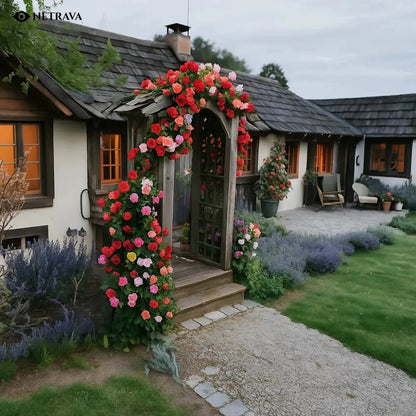 RoyalBloom Climbing Rose Flower Seeds (9 Rare Colors) - NETRAVA