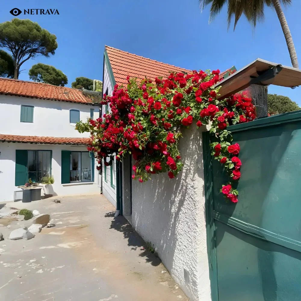 RoyalBloom Climbing Rose Flower Seeds (9 Rare Colors) - NETRAVA