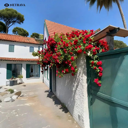 RoyalBloom Climbing Rose Flower Seeds (9 Rare Colors) - NETRAVA